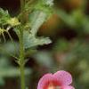 Anisodontea x hypomandarum, habit
