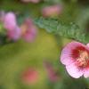 Anisodontea x hypomandarum, habit