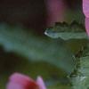 Anisodontea x hypomandarum, flowers