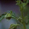 Anisodontea x hypomandarum, flowers