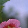 Anisodontea x hypomandarum, flowers