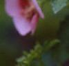 Anisodontea x hypomandarum, flowers