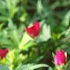 Callirhoe involucrata, flowers