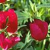 Callirhoe involucrata, flowers