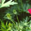 Callirhoe involucrata, flowers