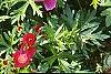 Callirhoe involucrata, flowers