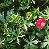 Callirhoe involucrata, flowers