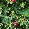 Callirhoe involucrata, flowers