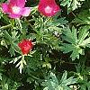 Callirhoe involucrata, flowers