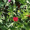 Callirhoe involucrata, flowers
