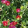 Callirhoe involucrata, flowers