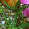 Callirhoe involucrata, flowers