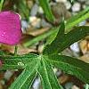 Callirhoe involucrata, flowers