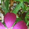 Callirhoe involucrata, flowers
