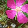 Callirhoe involucrata, flowers