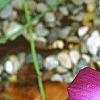 Callirhoe involucrata, flowers