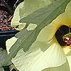 Hibiscus aculeatus, flowers