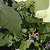 Hibiscus aculeatus, flowers