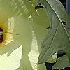 Hibiscus aculeatus, flowers