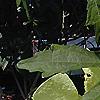 Hibiscus aculeatus, flowers