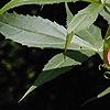 Malvaviscus arboreus, flowers