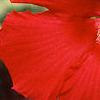 Hibiscus 'Lord Baltimore', flowers