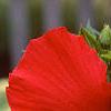 Hibiscus 'Lord Baltimore', flowers