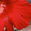 Hibiscus 'Lord Baltimore', flowers