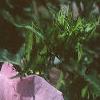 Hibiscus moscheutos, flowers