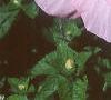 Hibiscus moscheutos, flowers