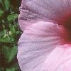 Hibiscus moscheutos, flowers
