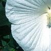 Hibiscus moscheutos, flowers