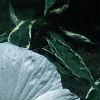 Hibiscus moscheutos, flowers