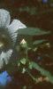 Hibiscus moscheutos, flowers