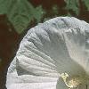Hibiscus moscheutos, flowers
