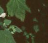 Hibiscus moscheutos, flowers