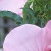 Hibiscus moscheutos, flowers
