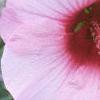 Hibiscus moscheutos, flowers