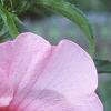 Hibiscus moscheutos, flowers