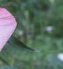 Hibiscus moscheutos, flowers