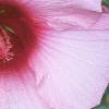 Hibiscus moscheutos, flowers