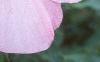 Hibiscus moscheutos, flowers