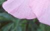Hibiscus moscheutos, flowers