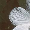 Hibiscus moscheutos 'Disco Belle', flowers