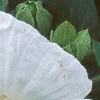 Hibiscus moscheutos 'Disco Belle', flowers