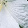 Hibiscus moscheutos 'Disco Belle', flowers