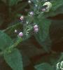 Hibiscus moscheutos 'Disco Belle', flowers