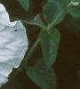 Hibiscus moscheutos 'Disco Belle', flowers