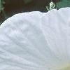 Hibiscus moscheutos 'Disco Belle', flowers