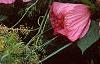 Hibiscus moscheutos 'Disco Belle Pink', habit